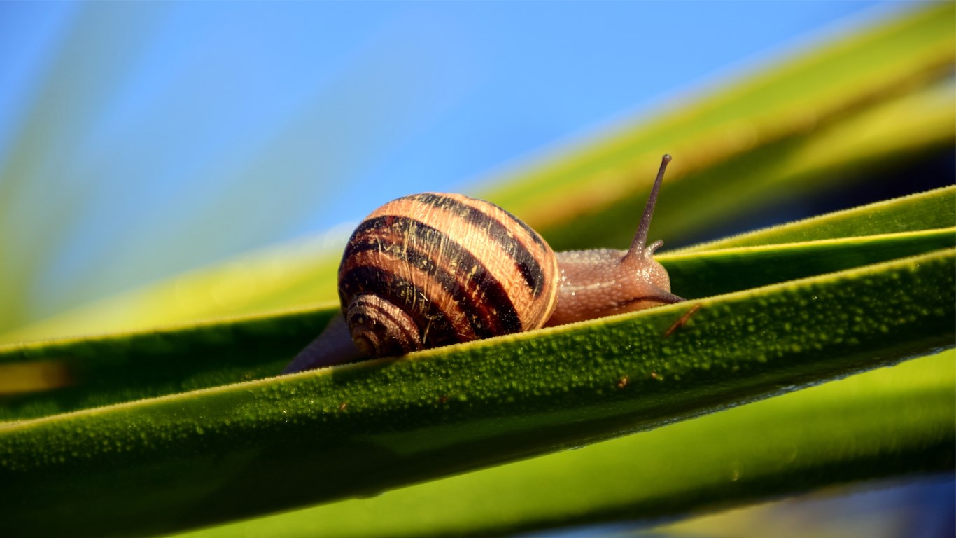 Snail Secretion in Cosmetics Let's go bio